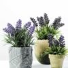 LAVENDER IN PAPER POT H:9" GS-0338447 3 LAVENDER IN PAPER POT H:9" GS-0338447