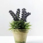 14CM LAVENDER IN PAPER POT GS-0338451