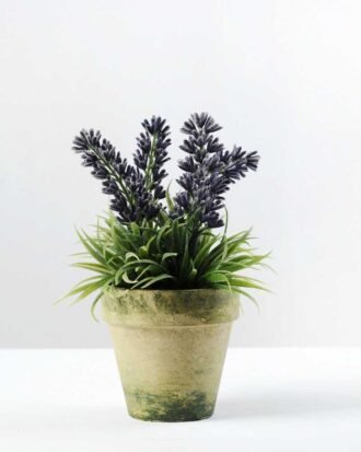 14CM LAVENDER IN PAPER POT GS-0338451
