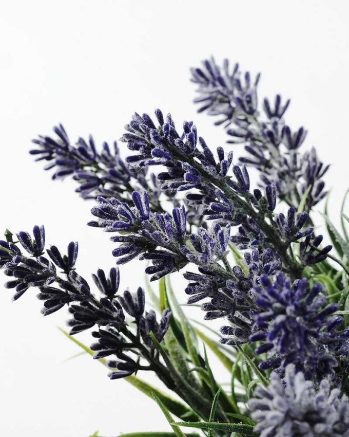 LAVENDER IN PAPERT POT  GS-0338467SFJ