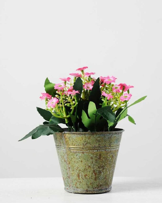 minlan in iron pot H:6.5" GS-0338528