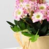 FLOWERS WRAPPED WITH PAPER GS-0338633