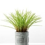 14cm morning glory  in metal pot GS-0338703