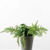 FERN POTTED GS-0338806
