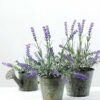iron potted lavender H:6" GS-0338840