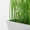 paper potted grass H:11 paper potted grass H:11.5" GS-0338850