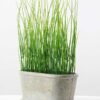 paper potted grass H:11 paper potted grass H:11.5" GS-0338852