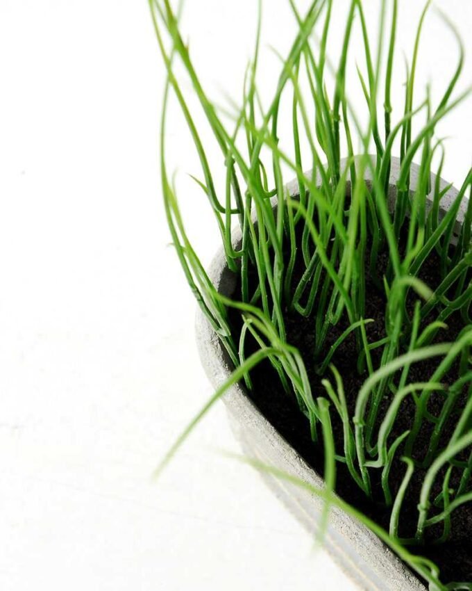 paper potted grass H:11 paper potted grass H:11.5" GS-0338852