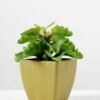 paper pot succulent H:5.5" GS-0338853