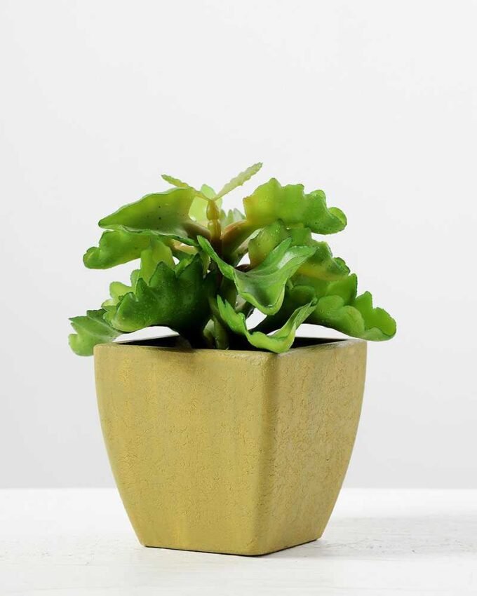 paper pot succulent H:5.5" GS-0338853