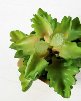 paper pot succulent H:5.5" GS-0338853