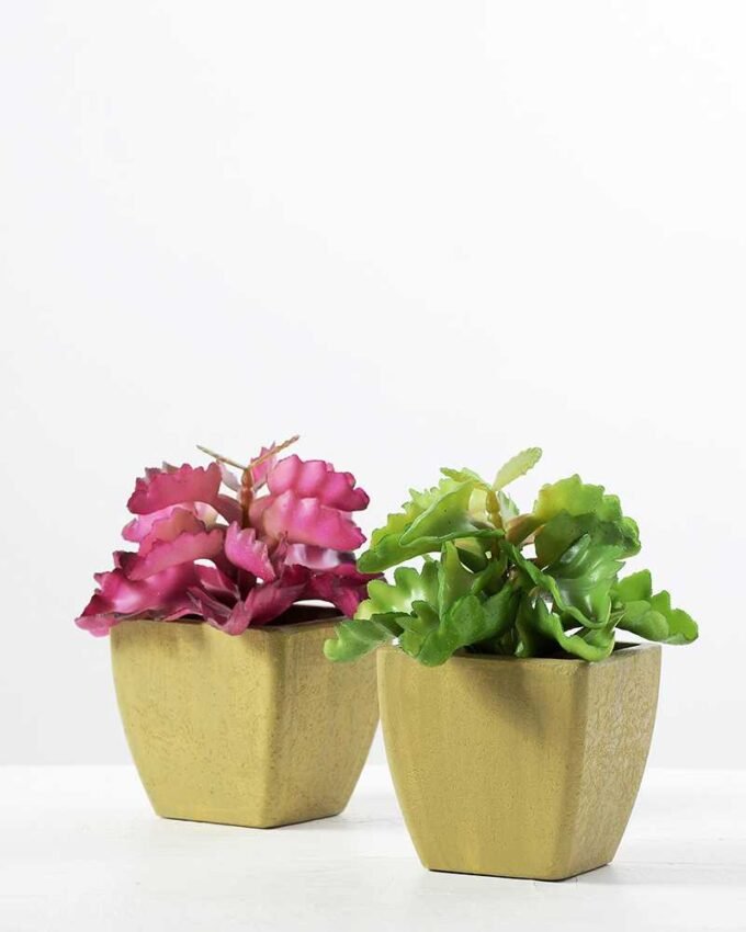 paper pot succulent H:5.5" GS-0338853