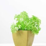 paper pot succulent GS-0338855