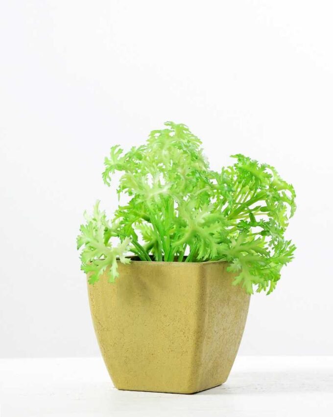 paper pot succulent GS-0338855