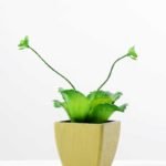 paper pot succulent H:8.5" GS-0338857