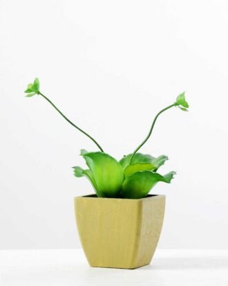 paper pot succulent H:8.5" GS-0338857
