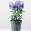 paper potted lavender H:11.5" GS-0338894