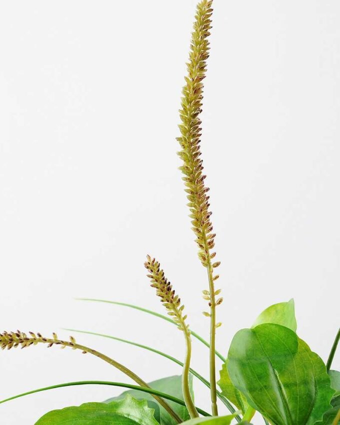 iron box lavender H:12.5" GS-0338944