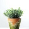 Flocky Water Weed Potted H:6.5" GS-0338996I6P48
