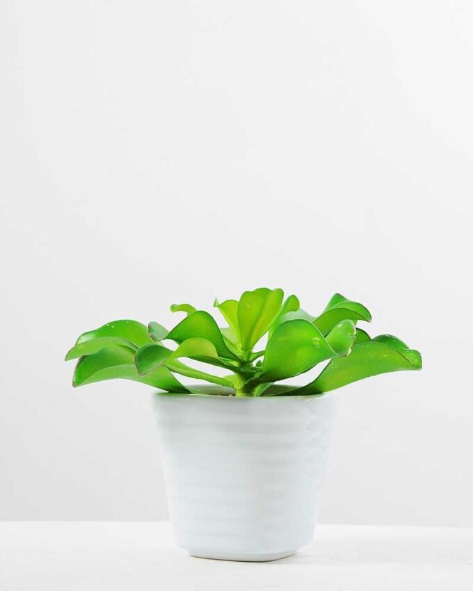 lotus flower potted 3 lotus flower potted