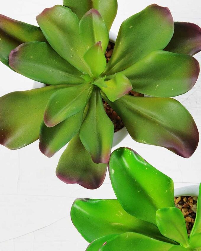 lotus flower potted 5 lotus flower potted