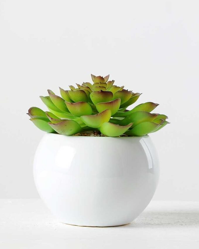 desert plant potted GS-0339202P6P36