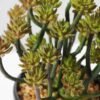 desert plant potted GS-0339203P6P36