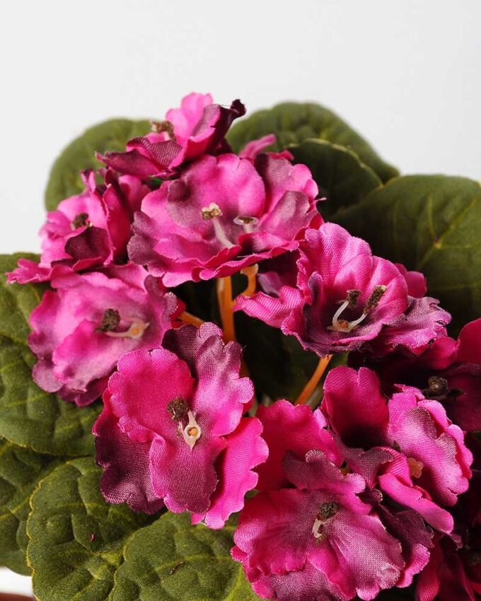 violet iron potted GS-0339246P12P72