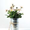 Potted chrysanthemum GS-0339355