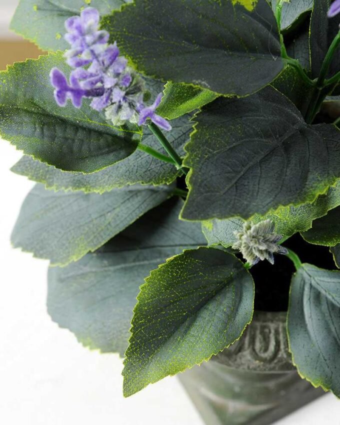 Hokkaido Lavender in paper Pot H:43.18CM GS-0339464