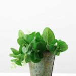 Money leaves in iron pot GS-0339484