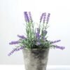 Lavender in cement pot GS-0339494