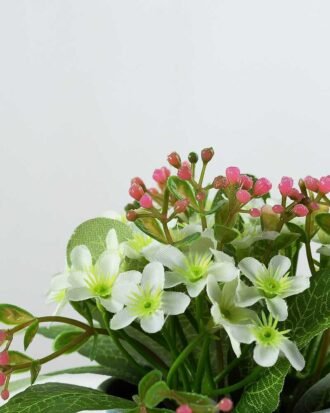 Sky star pot GS-0339518