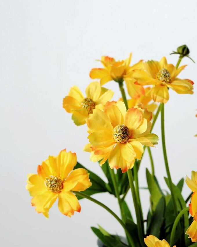 25cm chrysanthemum GS-0339582