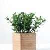 13cm Paper pot GS-0339632