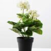 Begonia in paper pulp pot GS-0339669