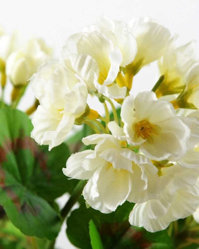 Begonia in paper pulp pot GS-0339669