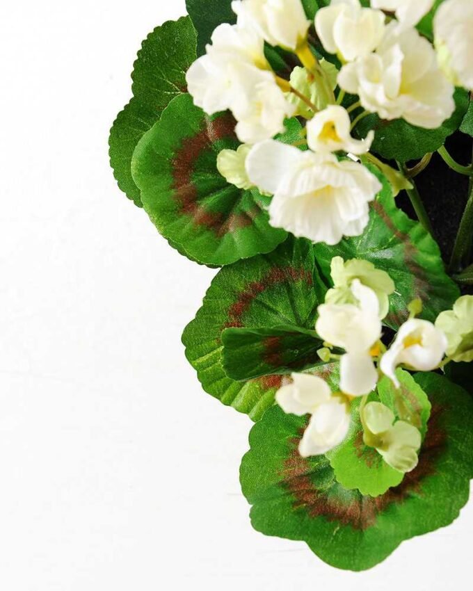 Begonia in paper pulp pot GS-0339669