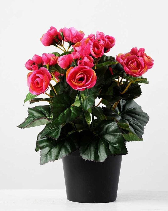 H:32CM  Potted Begonia  GS-0339670