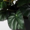 H:32CM  Potted Begonia  GS-0339670