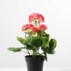 H:30cm Geranium in Plastic Pot GS-0339687 5 H:30cm Geranium in Plastic Pot GS-0339687