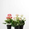 H:30cm Geranium in Plastic Pot GS-0339687 3 H:30cm Geranium in Plastic Pot GS-0339687