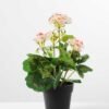 H:30cm Geranium in Plastic Pot GS-0339687 4 H:30cm Geranium in Plastic Pot GS-0339687