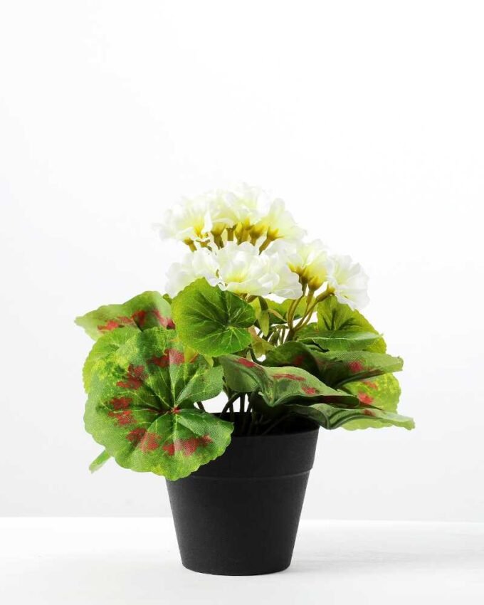 H:20cm Geranium in Plastic Pot GS-0339688