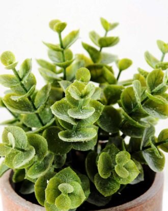 17CM Lysimachia christinae Hance GS-0339702