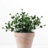 23CM eucalyptus in PaPer PulP Pot GS-0339712