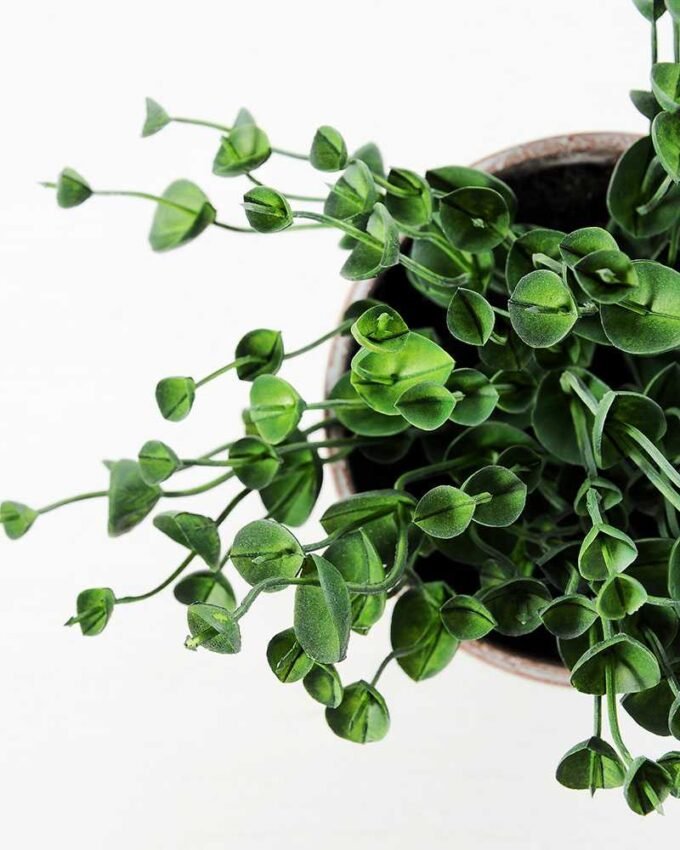 23CM eucalyptus in PaPer PulP Pot GS-0339712