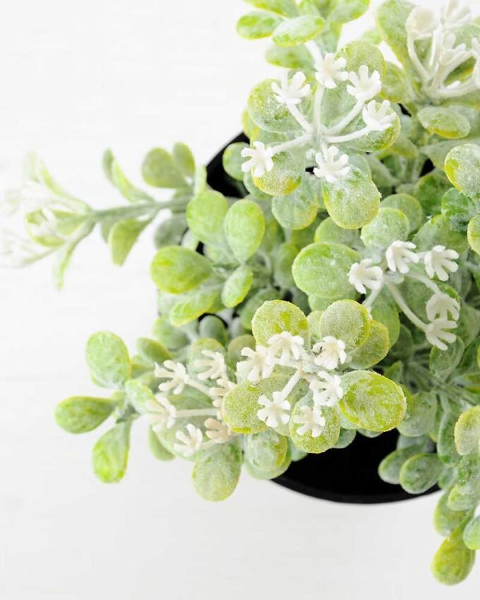 18CM Mini flower in Plastic Pot GS-0339716 3 18CM Mini flower in Plastic Pot GS-0339716