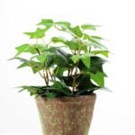 24CM Leaves in Plastic Pot GS-0339718
