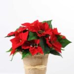 30CM Christmas flower in linen Pot GS-0339728